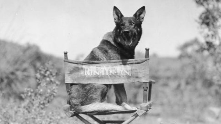 Rin-Tin-Tin 