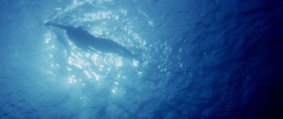 jaws-swim-scene-03